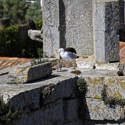 219 Vacances en Charente Maritime - Photos Canon IMG_7621_DxO Pbase.jpg