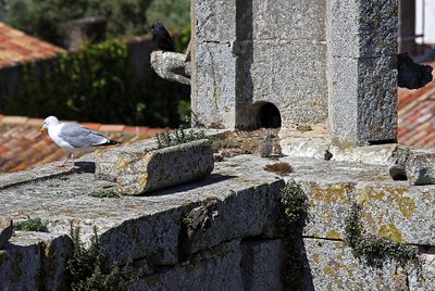 220 Vacances en Charente Maritime - Photos Canon IMG_7622_DxO Pbase.jpg