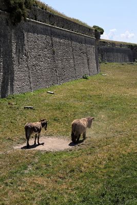 289 Vacances en Charente Maritime - Photos Canon IMG_7693_DxO Pbase.jpg