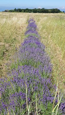 458 Vacances en Charente Maritime - 20210609_164252_DxO Pbase.jpg
