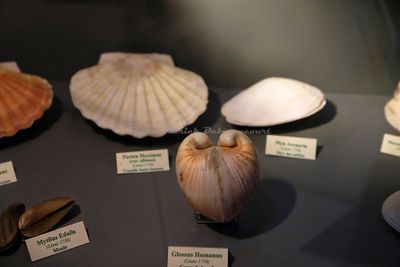 2379 Vacances en Charente Maritime - IMG_0113_DxO Pbase.jpg