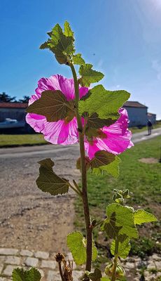2511 Vacances en Charente Maritime - 20D99F~1_DxO Pbase.jpg