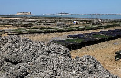 743 Vacances en Charente Maritime - Photos Canon IMG_8162_DxO Pbase.jpg