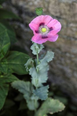 1069 Vacances en Charente Maritime - Photos Canon IMG_8500_DxO Pbase.jpg