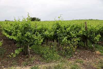 Nice villages of Talmont and Merscher - Visite des villages de Talmont-sur-Gironde et Merschers-sur-Gironde