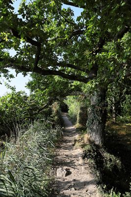 250 Vacances sur l'ile aux Moines - IMG_9836_DxO Pbase.jpg