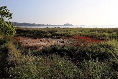 258 Vacances sur l'ile aux Moines - IMG_9842_DxO Pbase.jpg