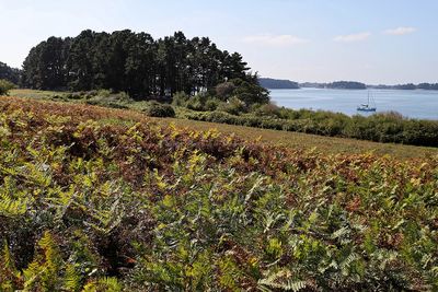 387 Vacances sur l'ile aux Moines - IMG_9925_DxO Pbase.jpg