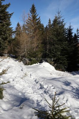 204 Vacances dans le Cantal - IMG_1868 optimise Pbase.jpg
