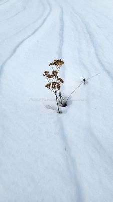 337 Vacances dans le Cantal - 204E5E~1 optimise Pbase.jpg