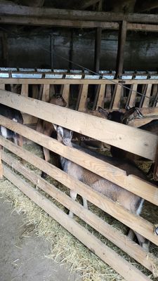 539 Vacances dans le Cantal - 205264~1 optimise Pbase.jpg