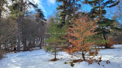 567 Vacances dans le Cantal - 20D852~1 optimise Pbase.jpg
