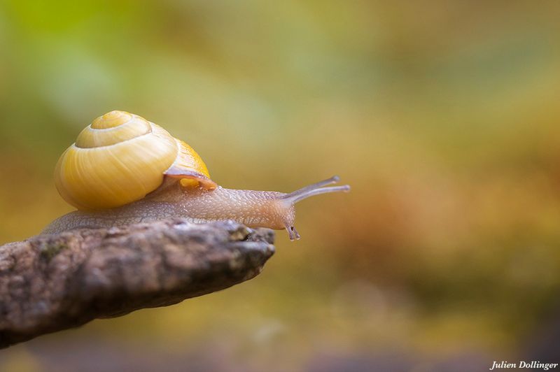 Escargot
