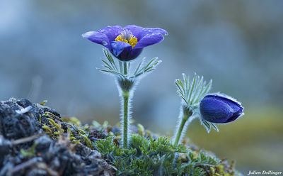 Anemone pulsatille