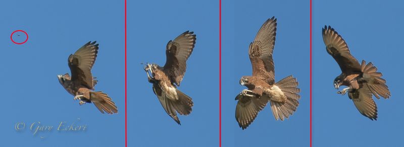 sequence-.jpg