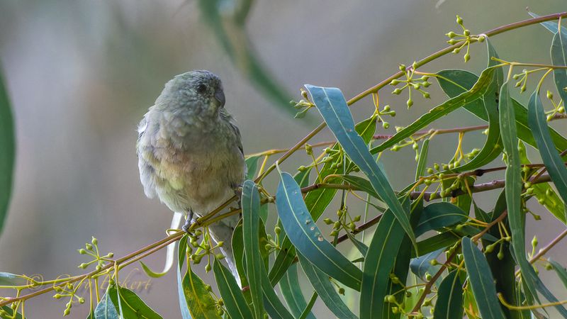 female Red-rumped Parrot