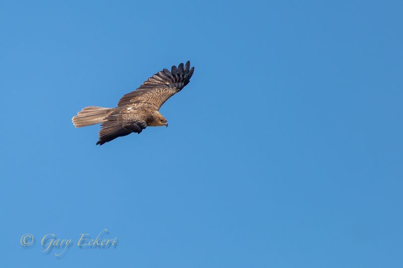 Whistling Kite