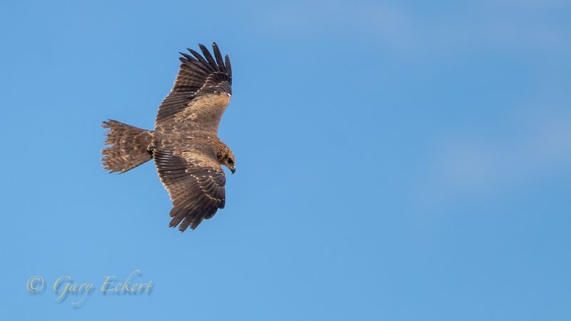 Black Kite