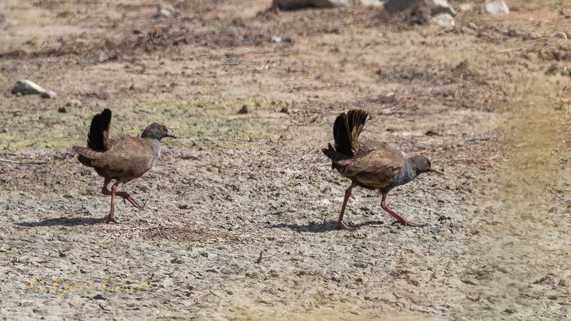 Black-tailed Native-hens