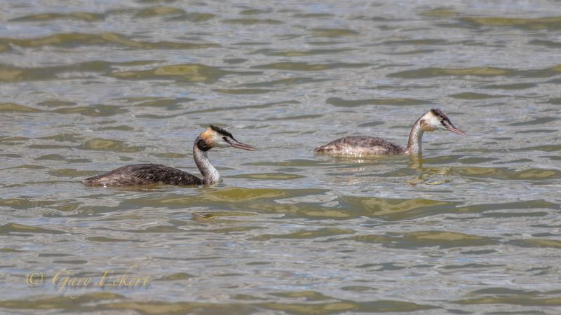 Great Crested Grebe