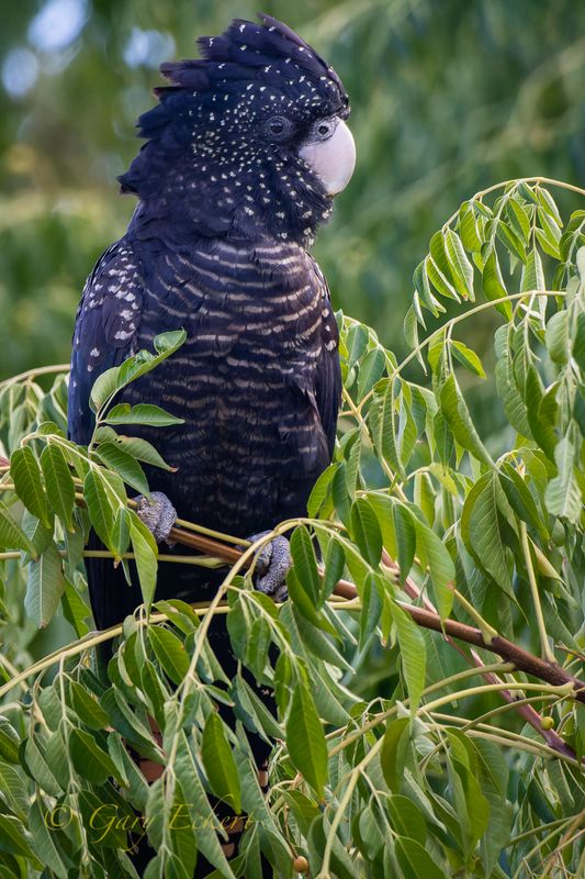 Red-tailed Black cockatoo