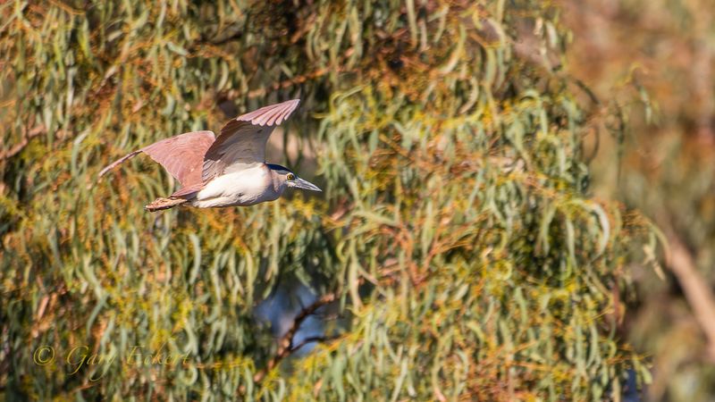 Nankeen Night-heron