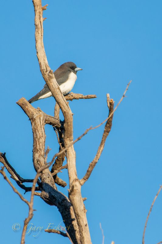 White-breasted Woodswallow