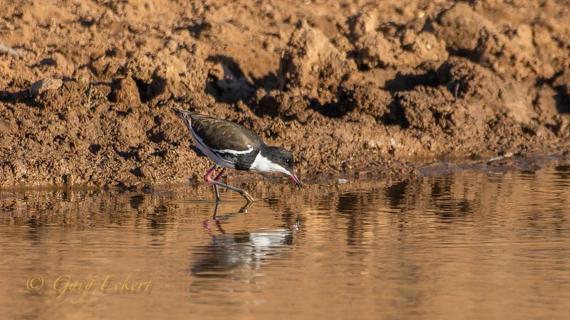 Red-kneed Dotterel