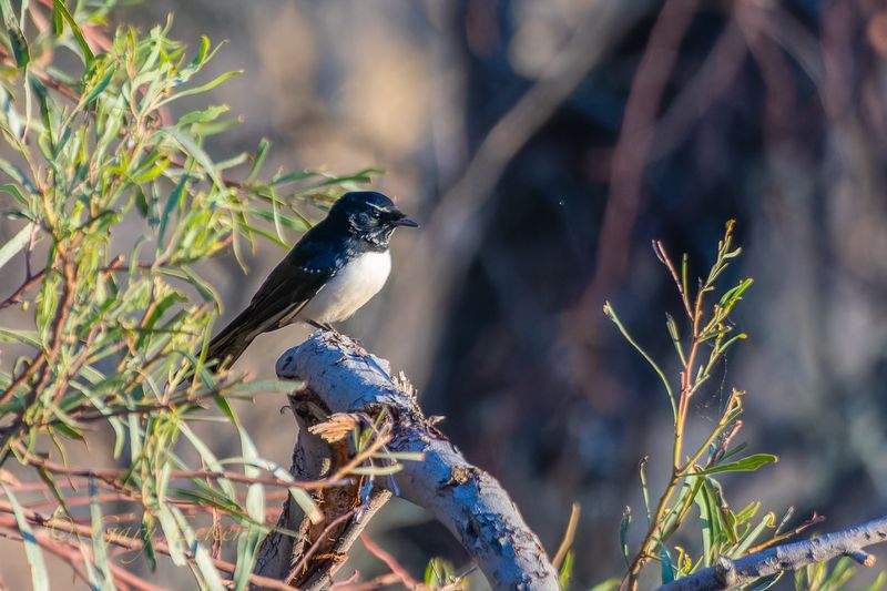 Willie Wagtail