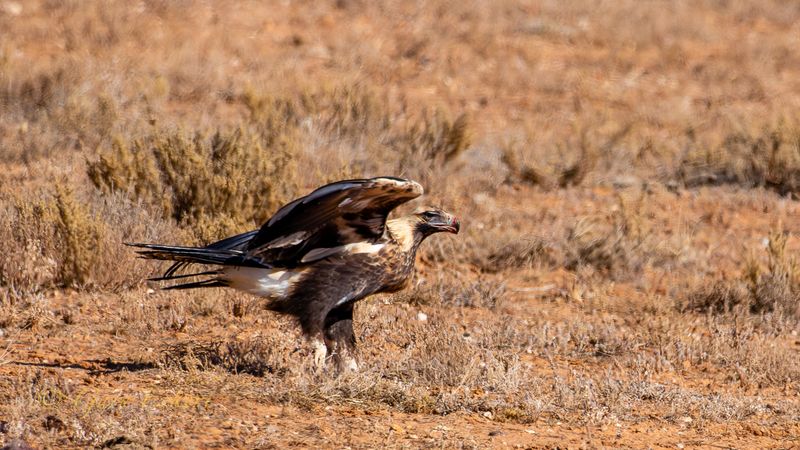 Wedge-tailed Eagle