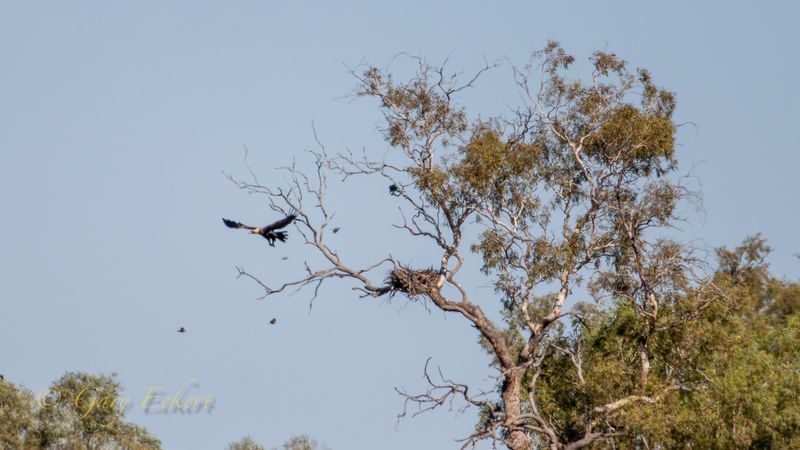 Wedge-tailed Eagle