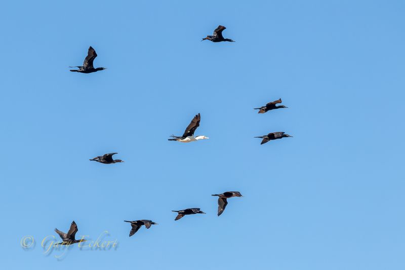 Great Cormorants & Pied Cormorant