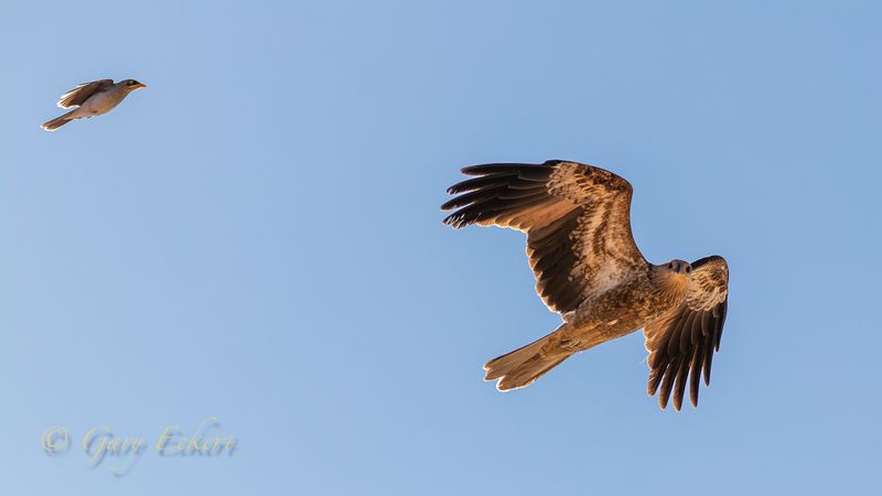 Yellow-throated Miner & Whistling Kite