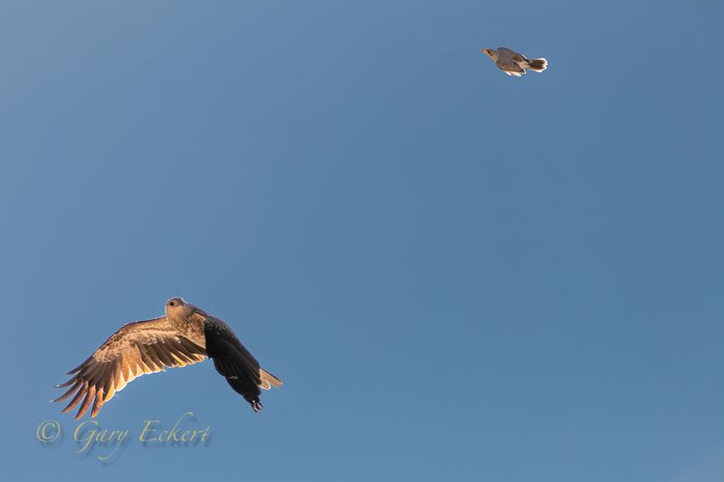 Yellow-throated Miner & Whistling Kite