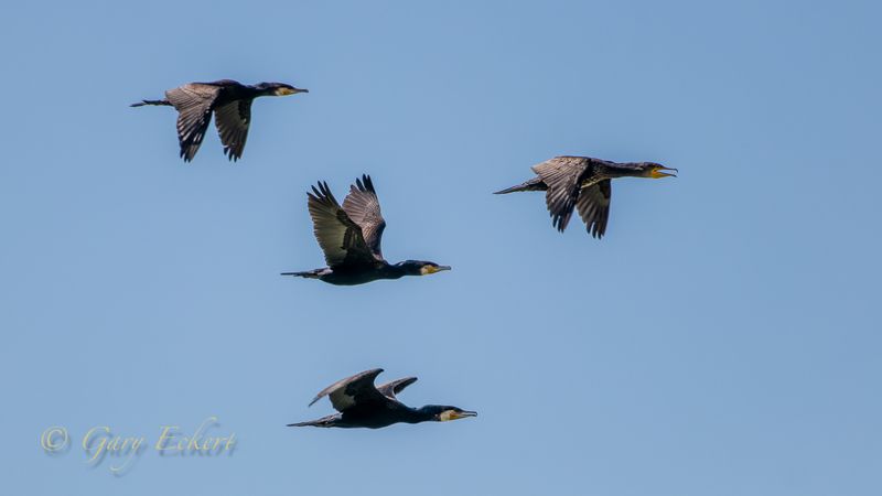 Great Cormorants