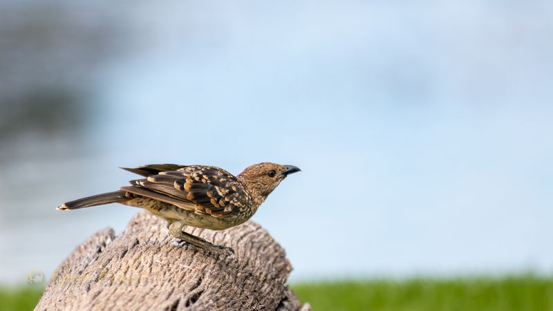 Spotted Butcherbird