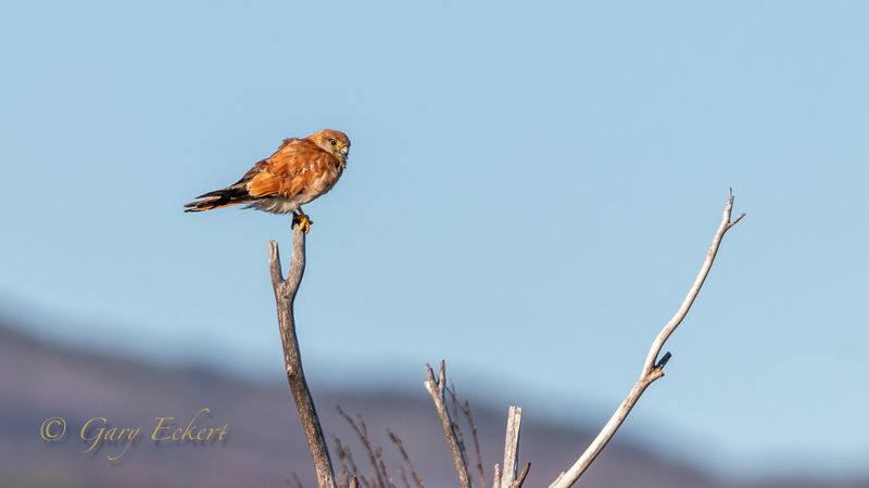 Nankeen Kestrel