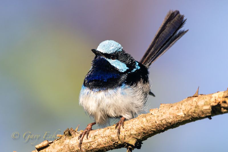 Superb Fairy-wren