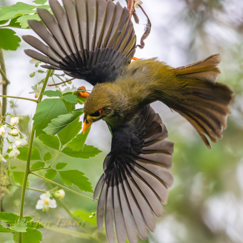 Bell Miner