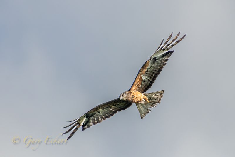 Square-tailed Kite