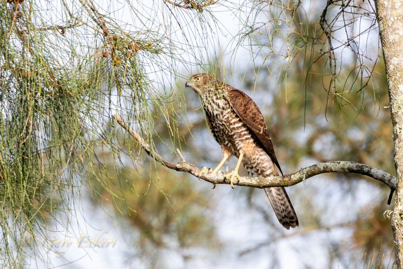Brown Goshawk