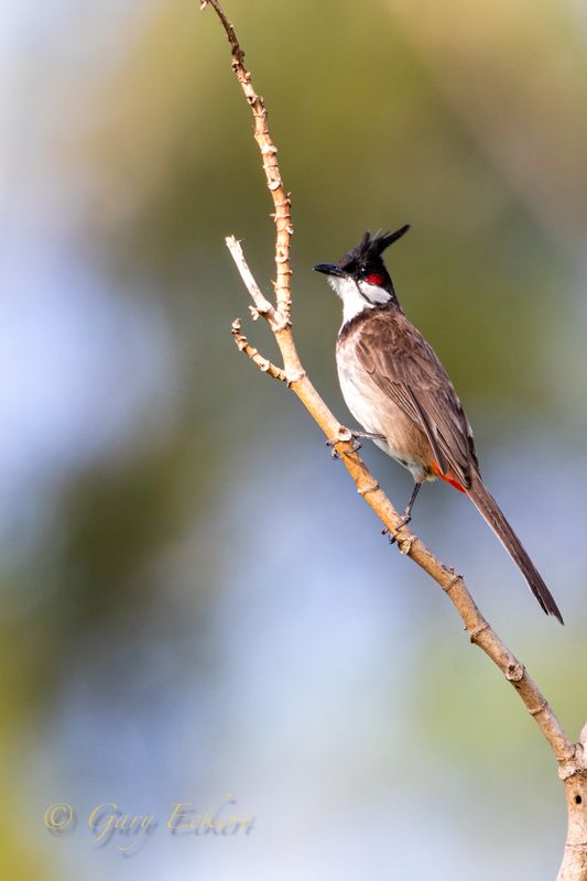 Red-whiskered Bulbul