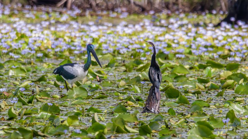 Jabiru, Comb-crested Jacana,Australasian Darter