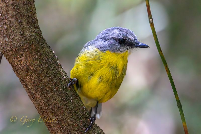 Eastern Yellow Robin
