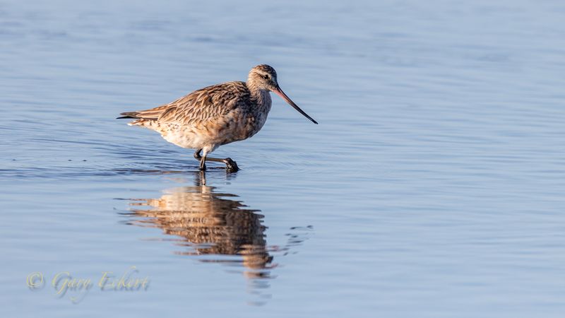 Bar-tailed Godwit