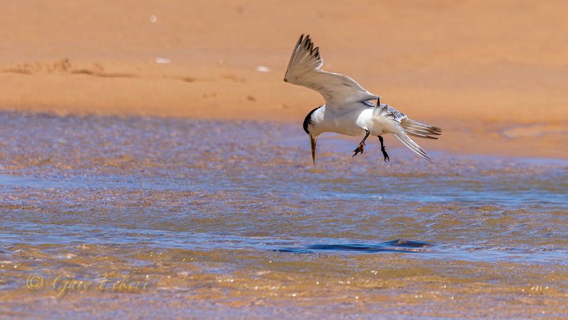 Crested Tern
