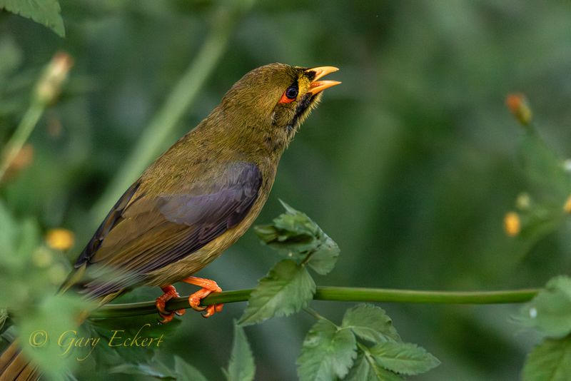 Bell Miner