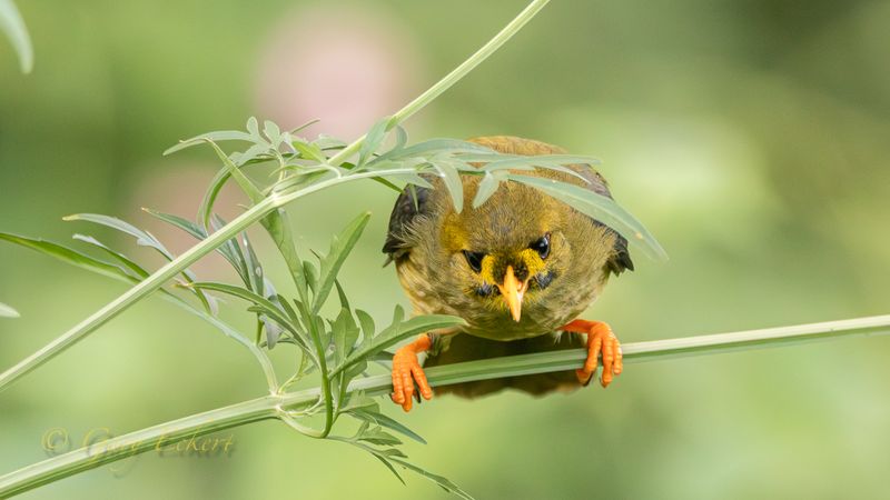 Bell Miner