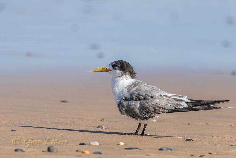 Crested Tern
