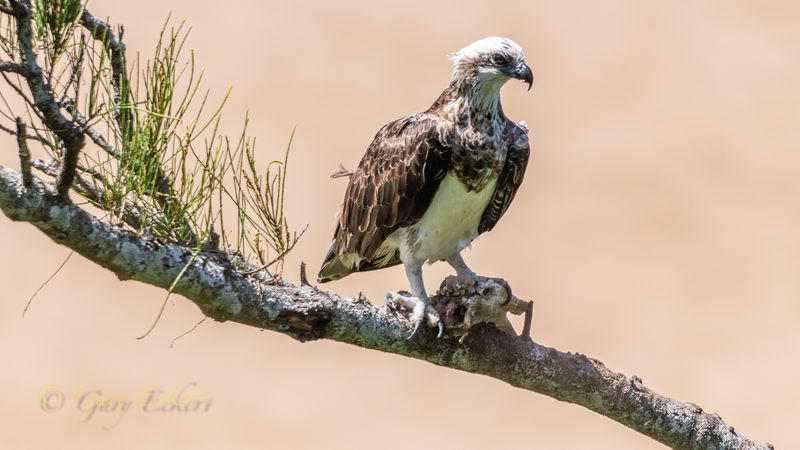Eastern Osprey